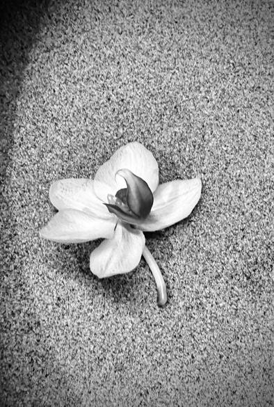 A black and white photo of a single small white orchid bloom with a little stem below it and the middle is a bit darker. It has fallen off the stem and lays on a textured surface