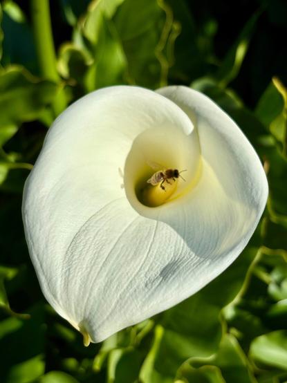 Un Alcatraz de cerca con una abeja adentro. Se ve verde de atras que son las oaks y tallo