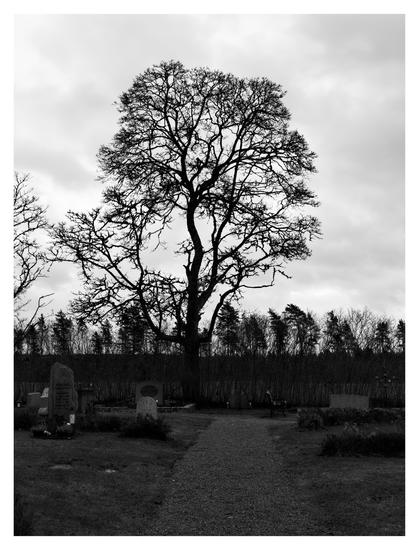 En stående svartvit bild på ett stort, lövfritt träd på en kyrkogård med gravar på båda sidor grusgången som leder fram till trädet. Himmelen är dyster,och molnig.