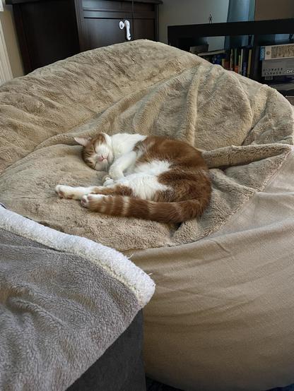 A ginger and white cat is peacefully sleeping on a large, soft beige bean bag chair. The room is softly lit with various items visible in the background, including a dark wood cabinet and books on a shelf.