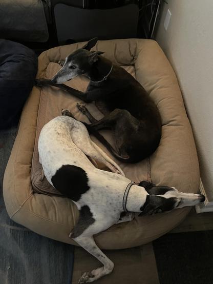 Photo of two greyhound dogs sharing a dog bed. At the top of the picture is a black greyhound dog laying but with his head up. Below is a white greyhound dog with black spots laying down and relaxed. They are facing in such a way that looks like a yin and yang symbol.