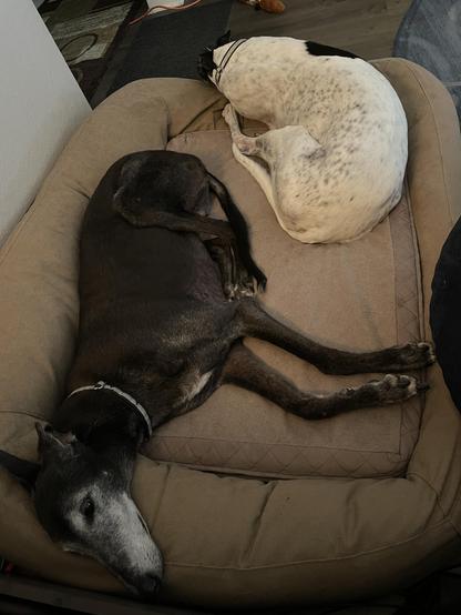 Photo of two greyhound dogs sharing a dog bed facing away from each other. Top is a white greyhound with black spots facing a way, with her head not visible due to position. Below is a black greyhound with front legs extended. Both are relaxed in their positions.