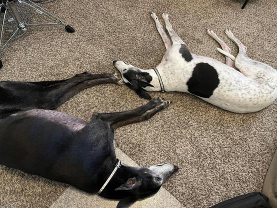 Photo of two greyhound dogs laying on the floor. At the top right is a white greyhound with black spots facing left. At the bottom left is a black greyhound facing right. At the top right is the bottom of a drum kit throne visible.