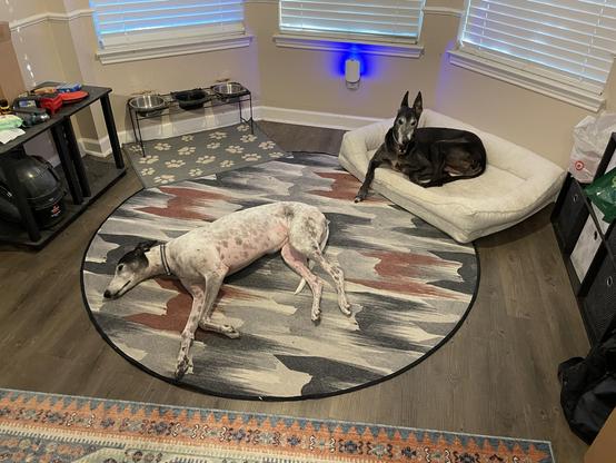 Photo of two greyhound dogs in close proximity relaxing. Top right is a black greyhound laying in a dog bed with his head up. In the center is a white greyhound with black spots laying on a rug. in the top left their raised diner with 3 bowls is visible, indicating this is their place for meals.