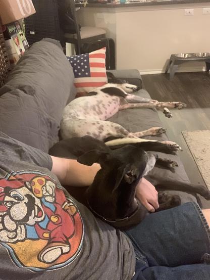 Photo of two greyhound dogs and a human sharing a couch. At the far end is a white greyhound with black spots facing away from the camera with legs extended, indicating she is relaxed. In the middle is a black greyhound facing the camera, though looking away, with his head up and a white man's arm around him. At bottom of frame is a partial image of a human sitting on the couch, wearing bluejeans and a Mario Brothers t-shirt. The man's head is not visible in the frame.