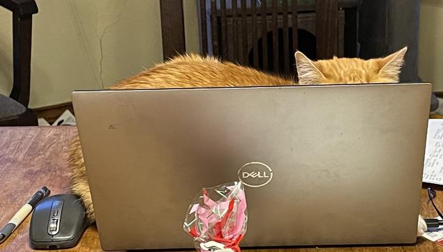 An open laptop with cat ears sticking out behind.