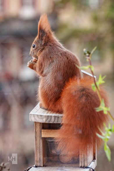 Ein Eichhörnchen sitzt mit dem Rücken zur Kamera auf einem Futterhaus. Es hat eine Haselnuss in den Pfoten.
