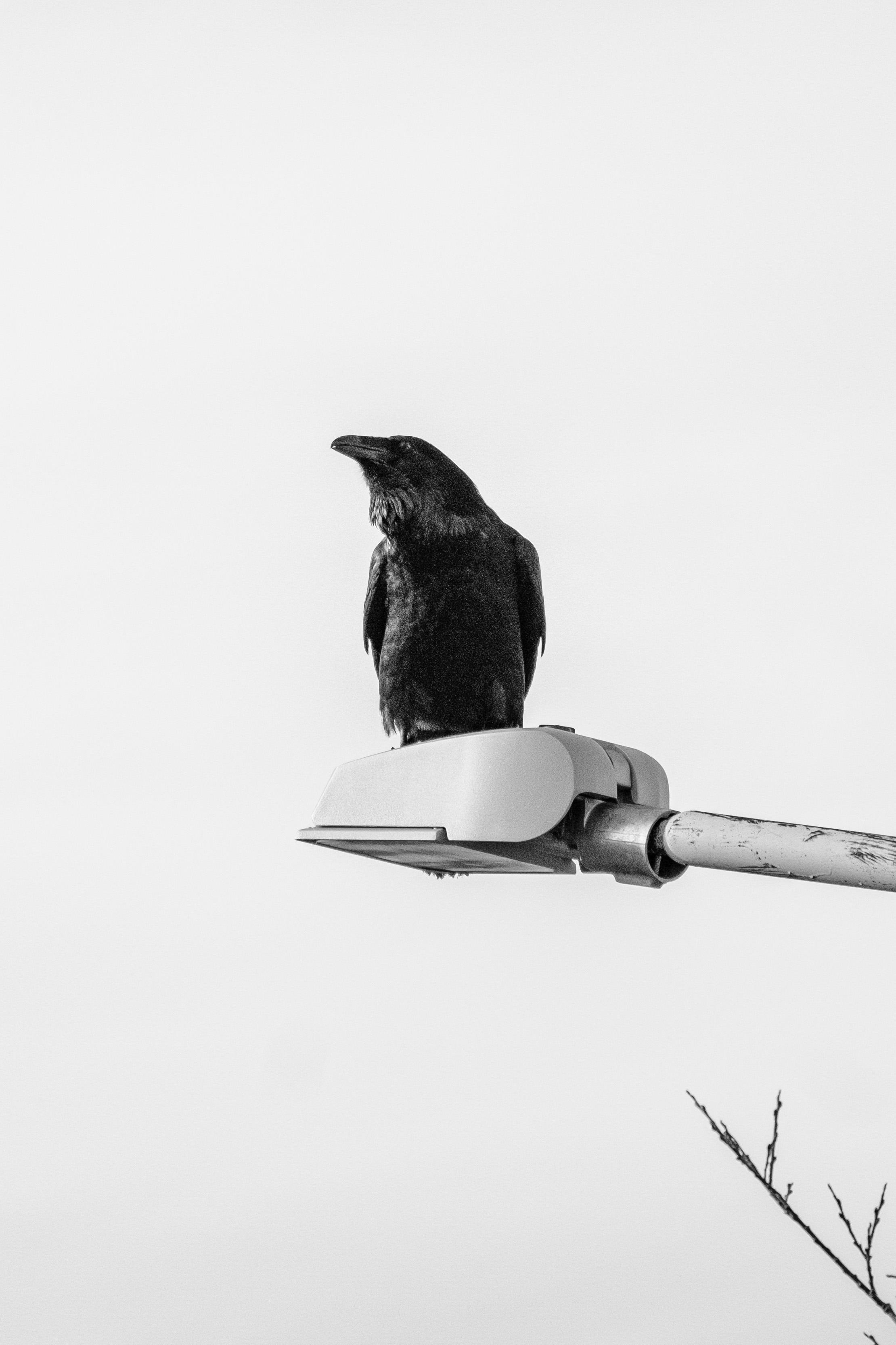 A black and white photo of a raven on a streetlight