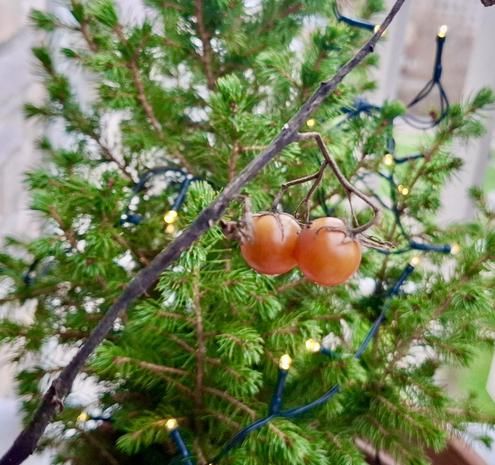 Close-up of an otherwise apparently dead tomato plant stem, brown and withered, on which two fine tiny red tomatoes have grown. In December. In Denmark. In a fully exposed part of a high-up balcony. Behind them, branches of a little pine-needle tree in a pot. It has little white lights on it, for Winter, for December. It shouldn’t have red tomatoes growing happily right in front of it, like climate-catastrophe Christmas tree baubles.