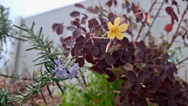 Close-up of rosemary and red oxalis on the balcony, both of which are usually withered and deceased by November, if not earlier. This year, they continued to survive and now are starting to actually thrive with flowers bursting out in December - little purple flowers on the rosemary and bright yellow ones on the red oxalis.