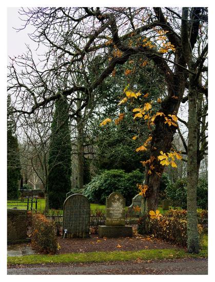 En stående bild på några gravstenar på en kyrkogård. Gräset är grönt, men ett träd har gula löv liksom häckarna.