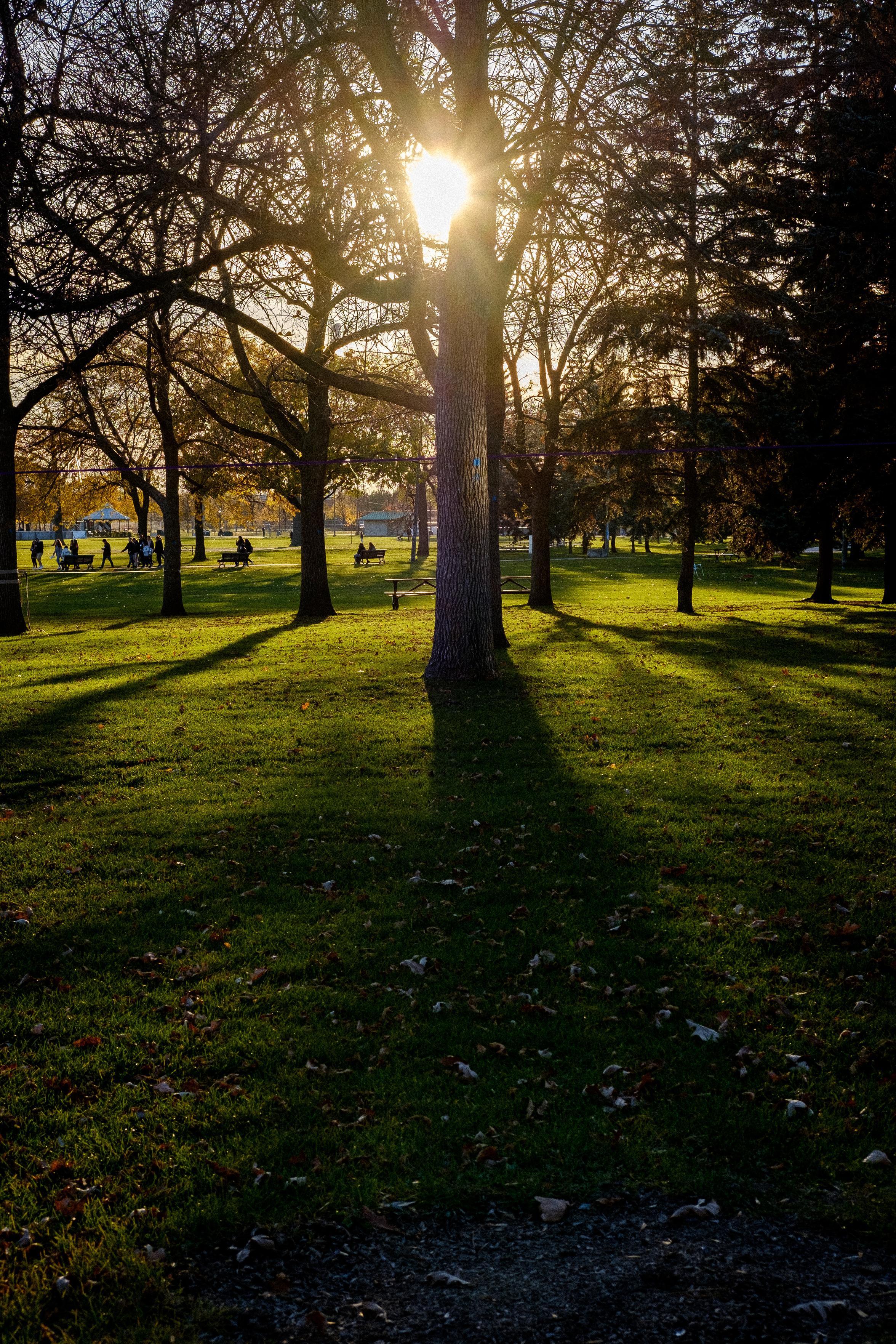 Trees and benches cast long shadows in Parc Jarry