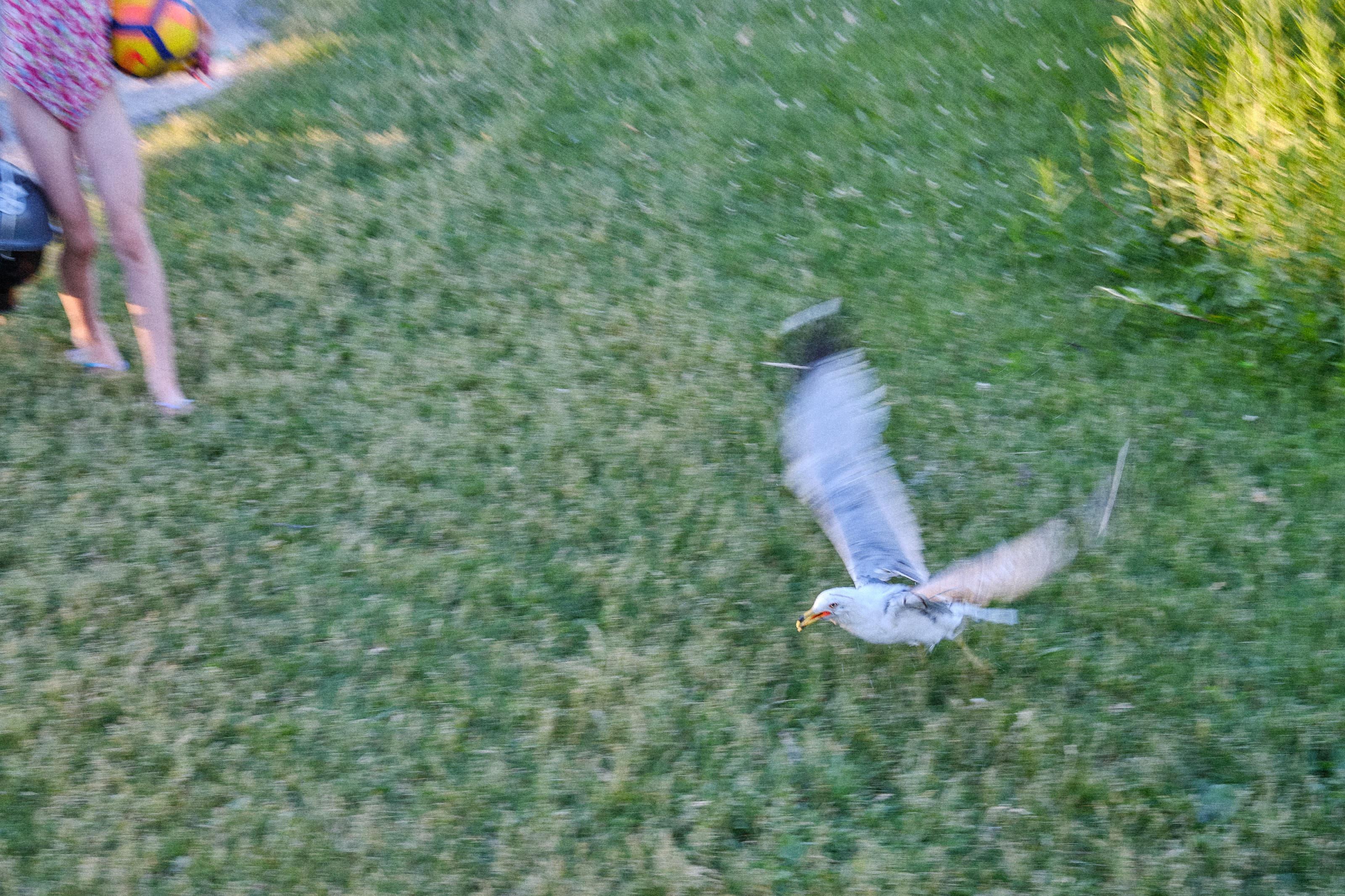 Summer. A motion-blurred photo of a bloodied gull flying in a park