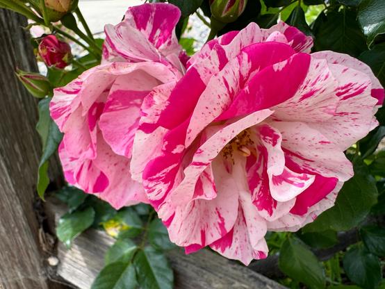 Two roses are up against each other. They both have white and deep pink stripes and swirls, looking like candy canes. In the background are dark green rose leaves and some buds.