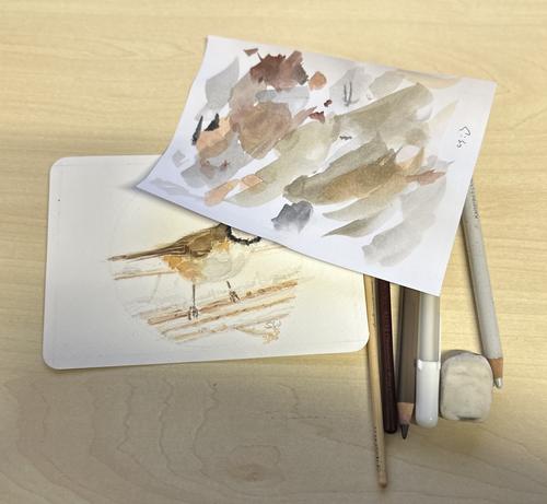 A a piece of paper with watercolor swatches on top of the now hidden watercolor sketch of a Crested Tit