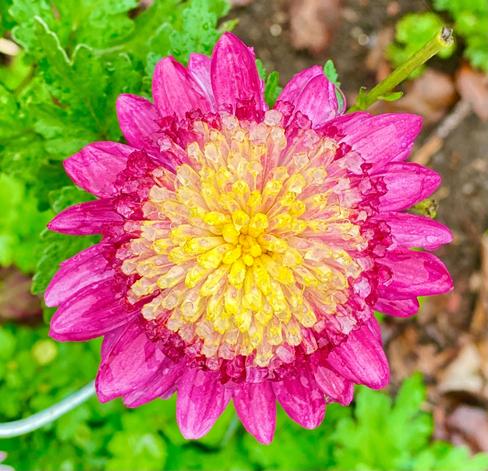 Dark pink petals on an Aster flower with a blazing yellow center
