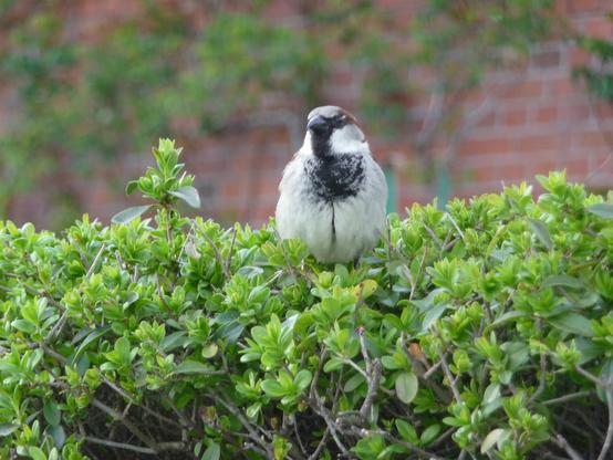 Ein männlicher Spatz sitzt auf einer grünen Hecke. Im Hintergrund ist verpixelt eine Klinkermauer zu sehen, an der sich horizontal grüne Kletterpflanzen entlangschlängeln. 

Ende der Bildbeschreibung, es folgen Aufzählungen vom Wort Spatz in verschiedenen Sprachen und Hashtags. 



































































passerdomesticus, Passer domesticus, #passerdomesticus Varpunen, Varpusta, Gorriones, Haussperling, #Haussperling 
Haussperlinge, #Haussperlinge, Wróbel, Wróbla, Wroble,  Wróble , Sparrow, Sparrows, Spuggy, Spuggies, Housesparrow,  #Housesparrow , #Housesparrows , House sparrow
Housesparrows, Gebäudebrüter, Spatz,
#Spatz Spatzen, #Spatzen #Passerotto
Moineau domestique, vrabac, Spoggies, 
moineaux domestiques,  Passerotto, Gorripato  #Moineaudomestique  врабче, Домашно врабче, huismussen, huismus, huismusjes, Pardal, gråspurv, 
AmbassadorOfUrbanNature
#AmbassadorOfUrbanNature
BotschafterDerStadtnatur 
#BotschafterDerStadtnatur
BNatSchG #BNatSchG
VogelDesJahres #VogelDesJahres
Vogel der Woche #weeSparrow 
#Strauchdiebe Strauchdiebe   🪶
#Sparrowglow #glow Flausch 
#StopHedgeClearing #birds 
#SchönesGegenDoofes 
#JederMeterHeckeFehlt 
#BirdOfTheDay 
#BirdOfTheWeek