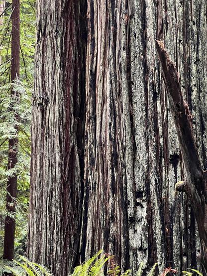 Current conditions in Redwood National and State Parks include numerous road and trail closures. Area roads leading to the various park sites also are experiencing the effects of recent storms. Definitely check the weather and road conditions before heading to the park over the holidays and be prepared with a full tank of fuel, rain gear, boots, food, etc. This image, taken over the weekend, shows the reds and greens of forest vegetation enhanced by recent rains. The two large trees in the foreground are each more than ten feet wide. Bright green needles appear on the tree on the left and a few ferns can be seen as well.