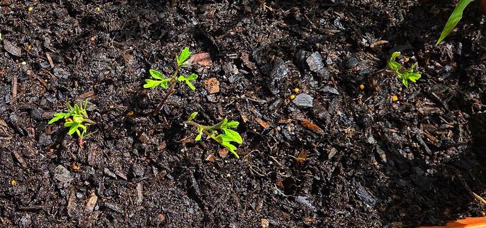 Cherokee tomato seedlings in a line in a tub full of potting mix.