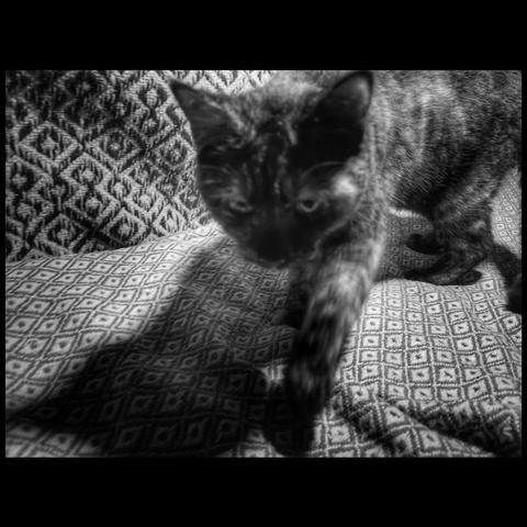 Black and white photo of a young tortoiseshell cat taking decisive steps towards the camera dude