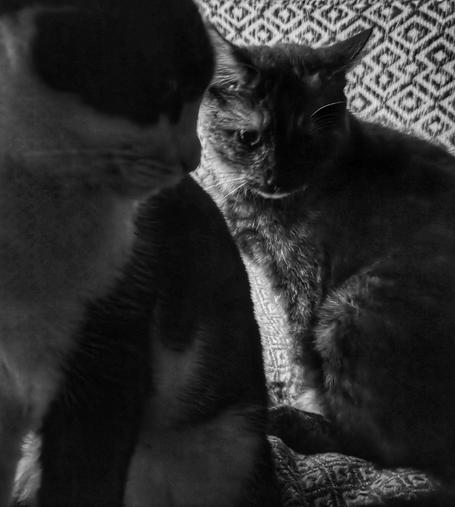 And now she has support from her black and white cousin