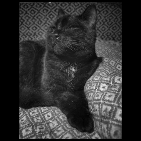 ... while the lil black dude is plotting in the background