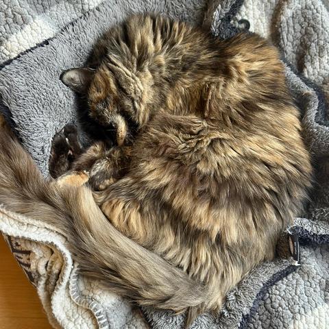 Mila napping like a round ball in a donut bed