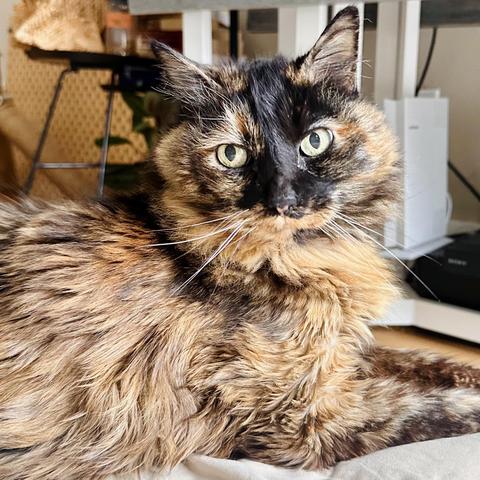 Mila looking very alert and about to attaccc