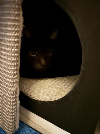 dark cat sitting in a soft box looking a bit nervous