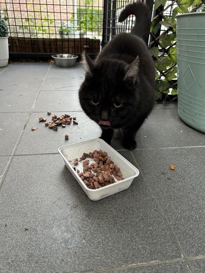 dark brown cat eating foods on the floor of an animal shelter