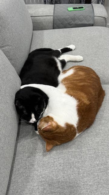 Two cats are sleeping tightly curled together on a light gray couch. The black-and-white tuxedo cat lies mostly on its side, head tilted inward and eyes closed. The orange-and-white cat is tucked against it in a compact curl, facing the tuxedo cat.

What initially looks like a white stripe on the tuxedo cat is actually the orange cat’s white forepaw, resting across the tuxedo cat’s chest and neck. Their bodies overlap closely, making them look almost braided together, with the orange cat’s back forming a crescent along the tuxedo cat’s front.

The tuxedo cat has woken up and righted his front.