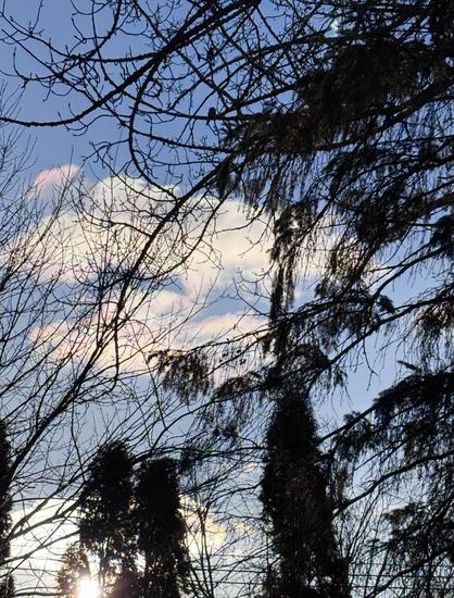 Several tree branches, a few still covered with pine needles stand in front of a blue sky. The sky is filled with pink and white scattered clouds. At the top, in the center on a branch, sits a little bird. The rising sun can be seen in the lower left corner.