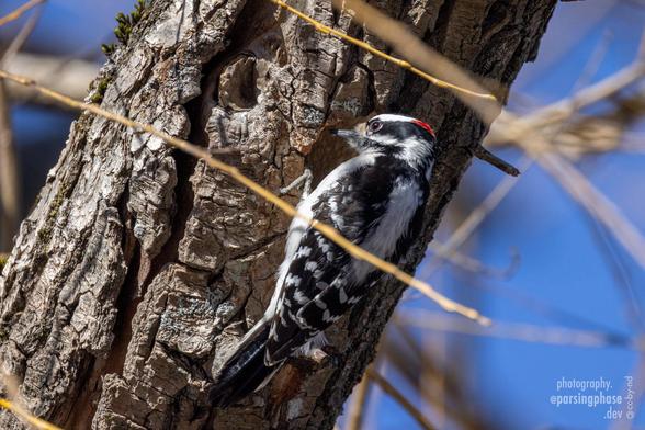 A black-and-white woodpecker with a red blaze at the back of its head checks out its work drilling a hole in the side of a tree.