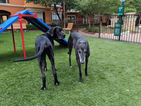 Photo of a black great dane dog standing next to a black greyhound dog. The great dane is facing away from the camera while the greyhound is facing towards the camera. The great dane is larger than the greyhound.