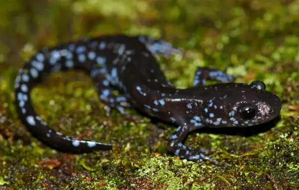 close-up photo of a black salamander (a lizard-like amphibian) with blue spots crawling on a mossy ground