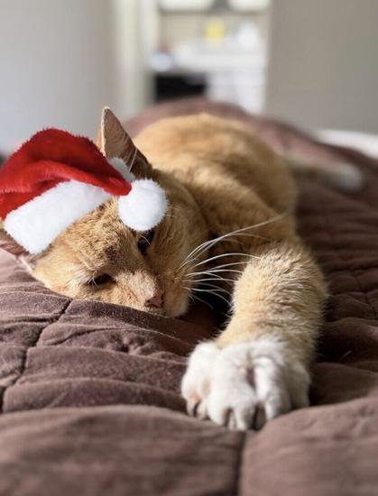 Orange cat on brown blanket with one paw stretched towards the camera. I have digitally added a red and white Santa hat.