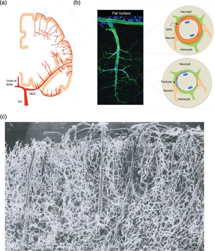 Anatomy of the cerebral vasculature; a figure from the technical paper.