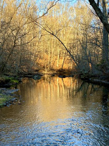 A creek flows through the winter forest on a sunny late afternoon. Bare trees glow in the setting sun, and the blue sky and branches are reflected in the water in the background, while the foreground water runs swift and shaded.