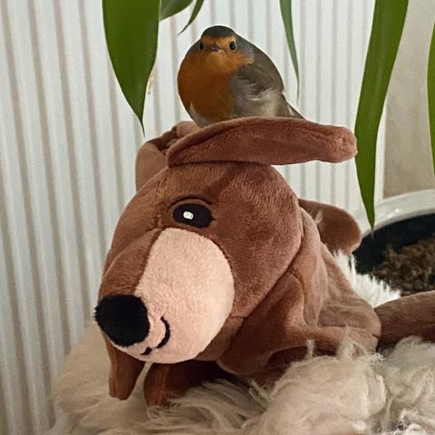 Robin without a Christmas card, sitting on the head of a toy dachshund, facing us directly