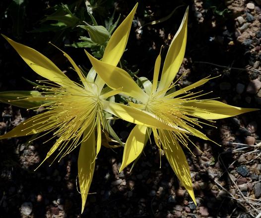 Two bright, large yellow flowers with innumerable yellow stamens