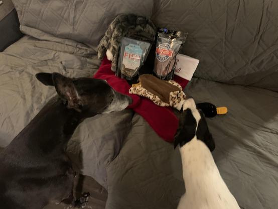 Photo of two greyhound dogs facing a couch where Christmas stockings covered with treats and toys are presented to them. Left is a a black greyhound and right is a white greyhound with black spots.