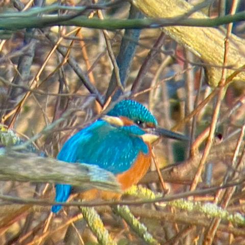 Male Kingfisher sitting among the twigs