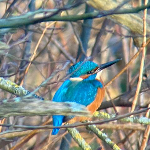 another shot of the kingfisher, looking a bit upwards.
