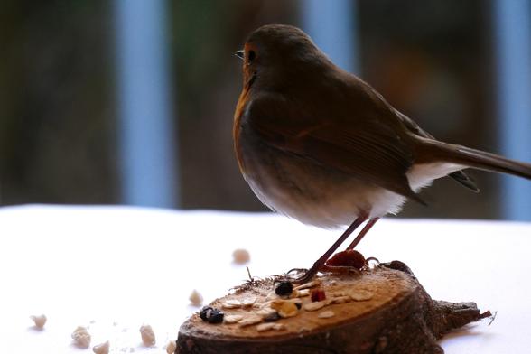robin sitting on a slice of wood with raisins and peanuts, glancing out of the window