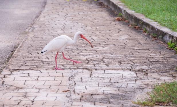 A White Ibis crossing a road.