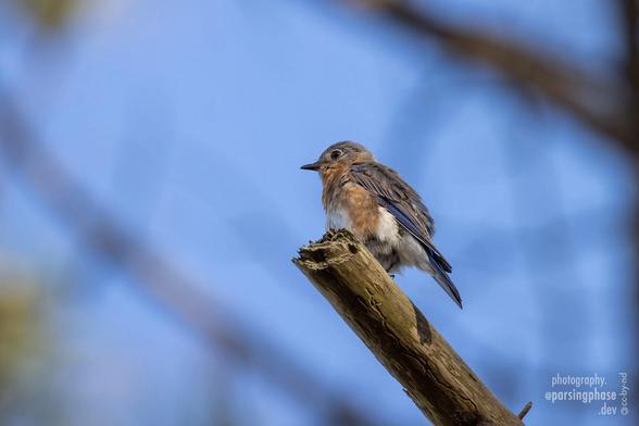 A fluffed-up, gray-backed bluebird perches on the broken branch of a tree.
