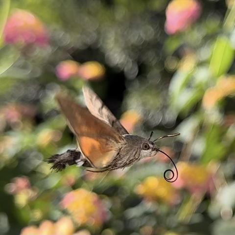I took these shots of a hummingbird hawk-moth (Macroglossum stellatarum) in mid-flight with my iPhone 15 Pro and a lens for close focusing. North of Alicante.