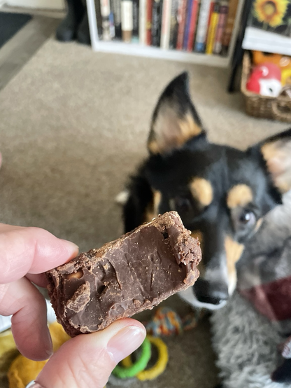 Betty Boop the corgi in the background-in the foreground, her Hooman is holding a piece of fudge.