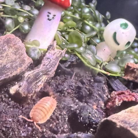 A terrarium scene featuring a small reddish-brown isopod on a dark substrate. Two whimsical mushroom-shaped decorations are present in the background, one with a smiling face and the other resembling a ghostly figure with a smile. Green succulent plants fill the background.
