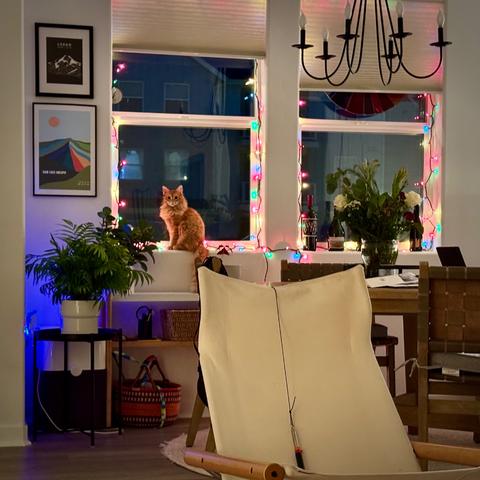 A cat with long, orange hair is sitting on the window sill with Christmas lights around the window producing a soft, warm glow. It's dark outside, so the scene feels warm and cozy. There is artwork on the wall, a hanging black iron chandelier, plants and flowers, and a white canvas rocking chair in the foreground.